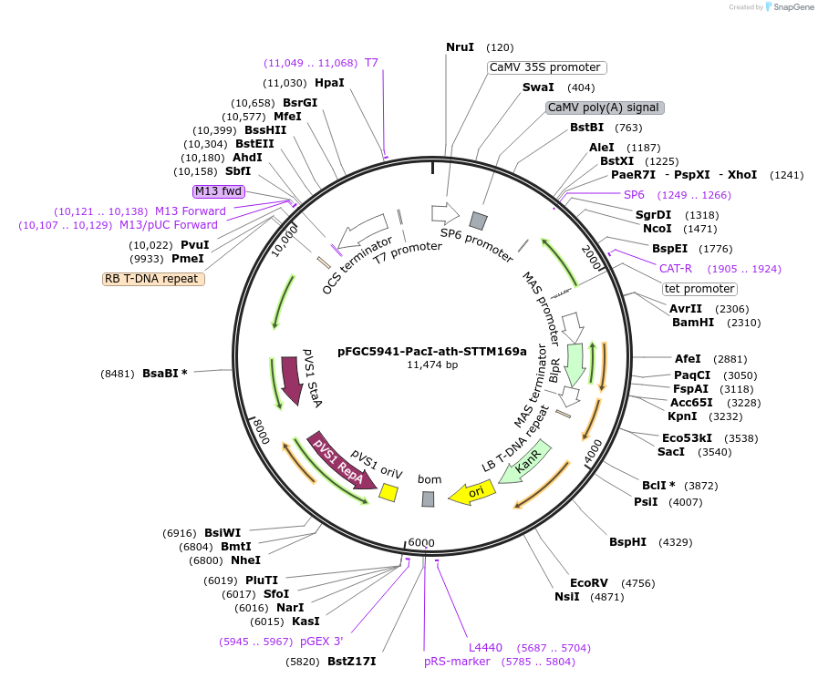 84094-plasmid-map-sequence-id-167843