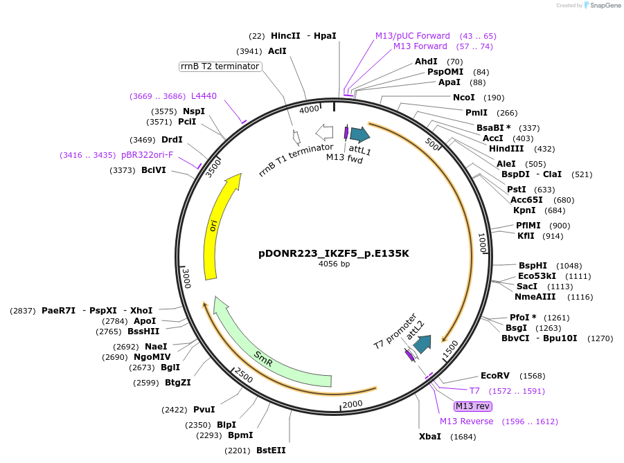 81384-plasmid-map-sequence-id-167855