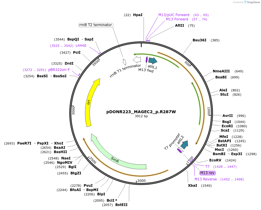 81386-plasmid-map-sequence-id-167864