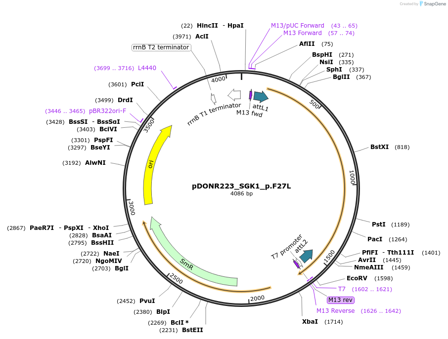 81391-plasmid-map-sequence-id-167888