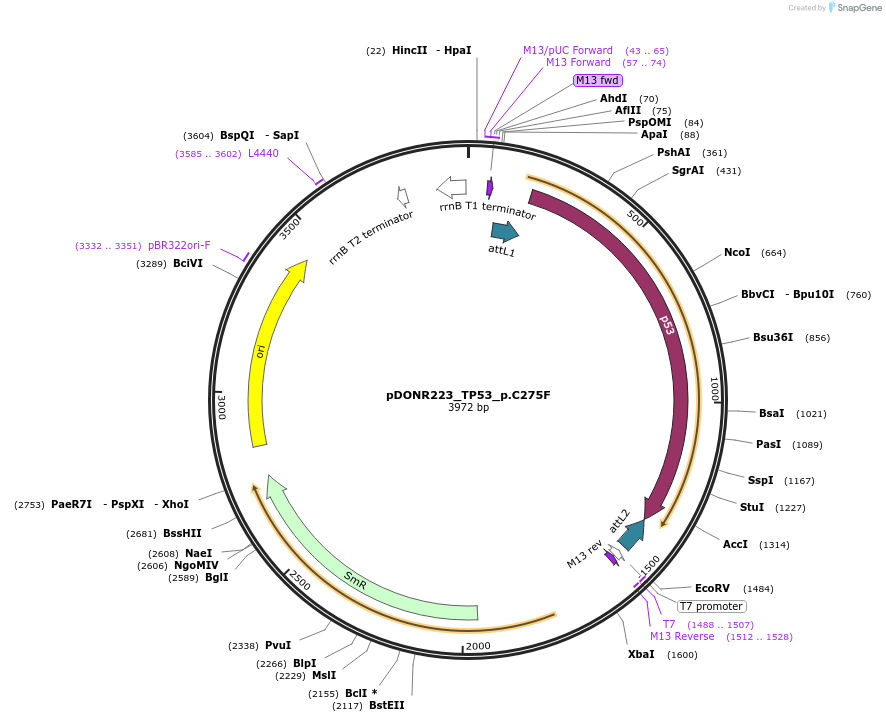 81399-plasmid-map-sequence-id-167894