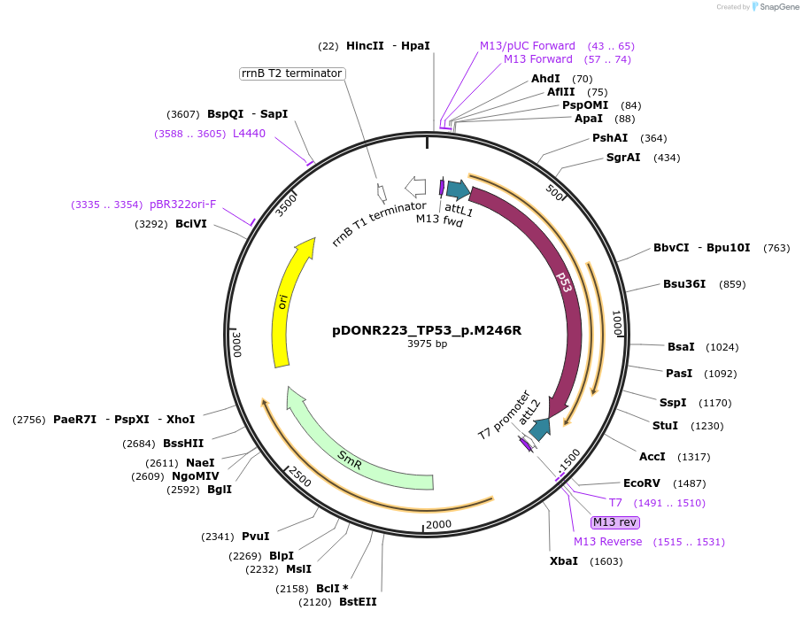 81400-plasmid-map-sequence-id-167896