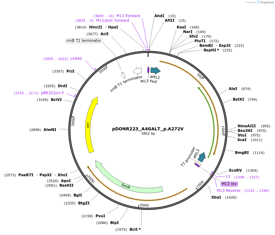 81396-plasmid-map-sequence-id-167900