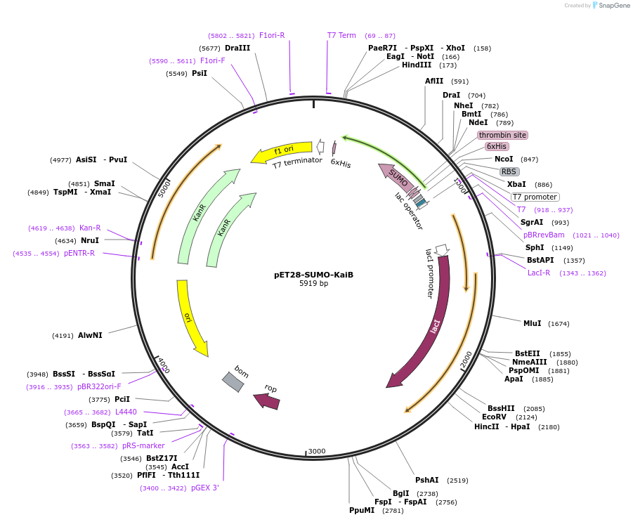 68050-plasmid-map-sequence-id-167902