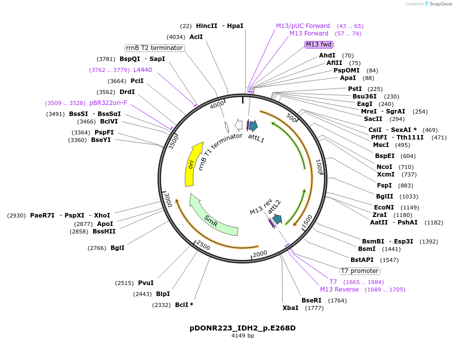 81403-plasmid-map-sequence-id-167913