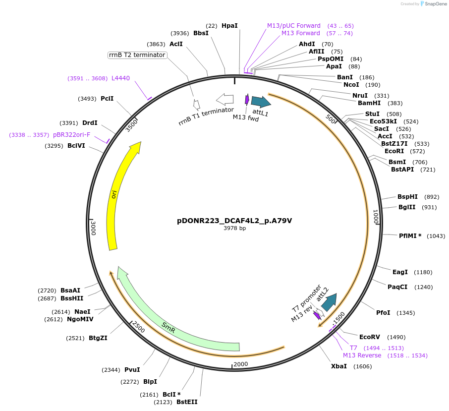 81408-plasmid-map-sequence-id-167933