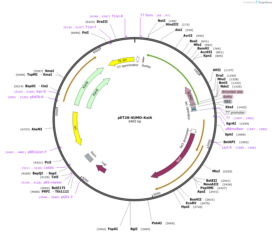 68049-plasmid-map-sequence-id-167934