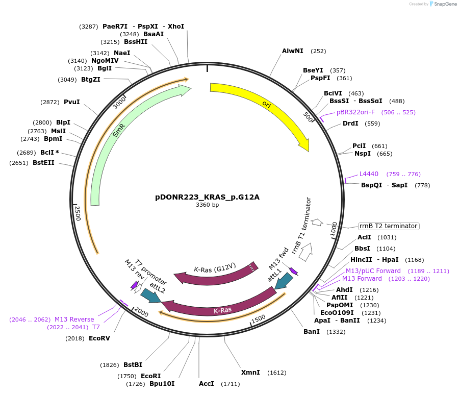 81673-plasmid-map-sequence-id-167935