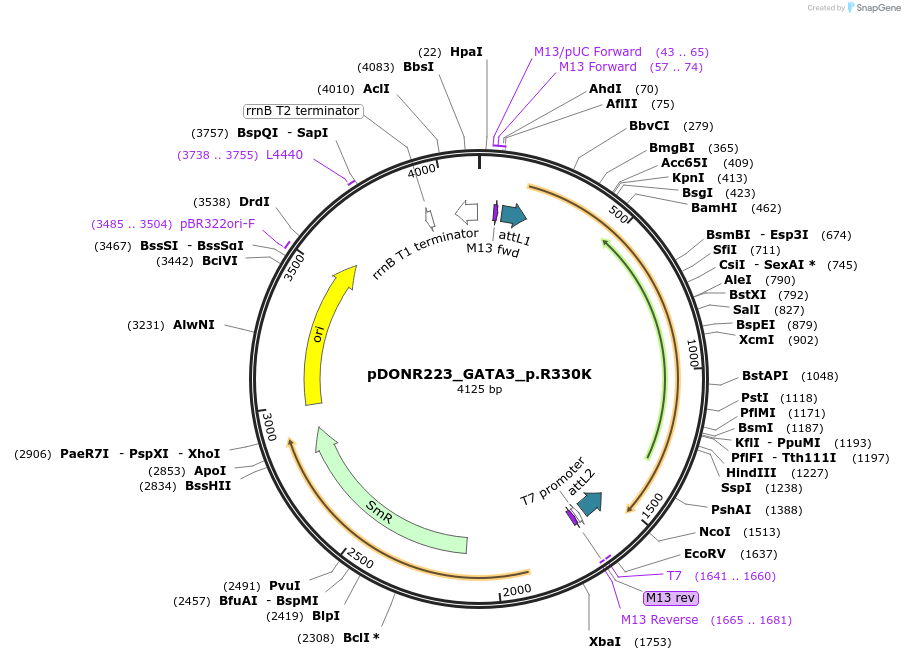 81410-plasmid-map-sequence-id-167936