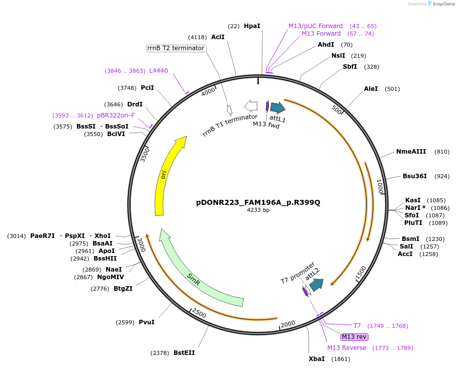 81411-plasmid-map-sequence-id-167946