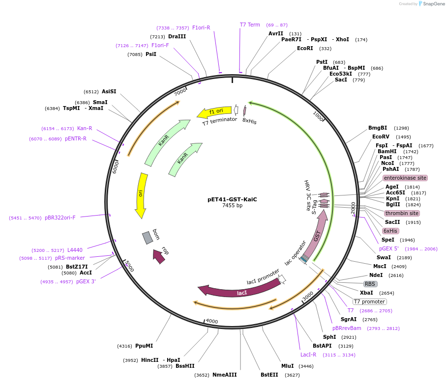 68051-plasmid-map-sequence-id-167953