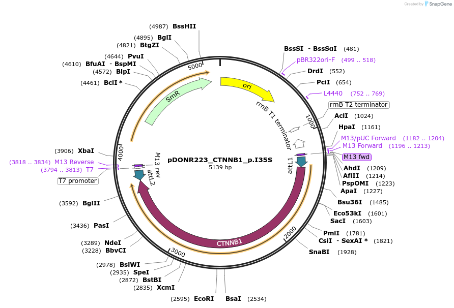 81677-plasmid-map-sequence-id-167963
