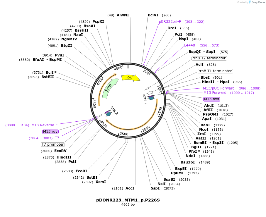 81678-plasmid-map-sequence-id-167965