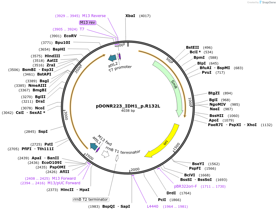 81679-plasmid-map-sequence-id-167967