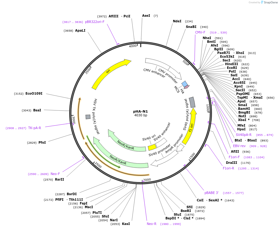 86049-plasmid-map-sequence-id-168056