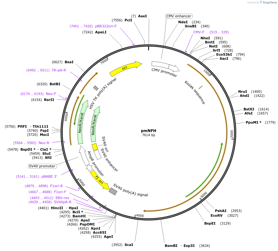 85178-plasmid-map-sequence-id-168072