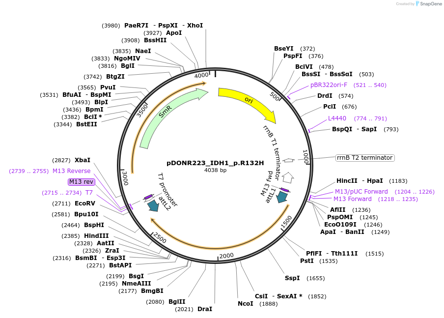 81686-plasmid-map-sequence-id-168082