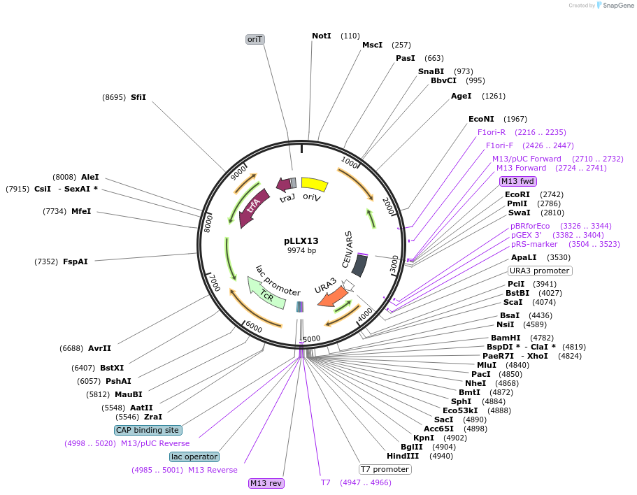 79825-plasmid-map-sequence-id-168086