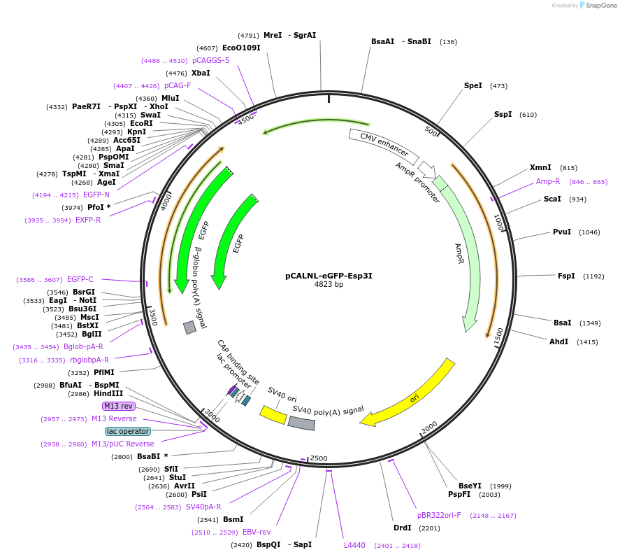 81226-plasmid-map-sequence-id-168098
