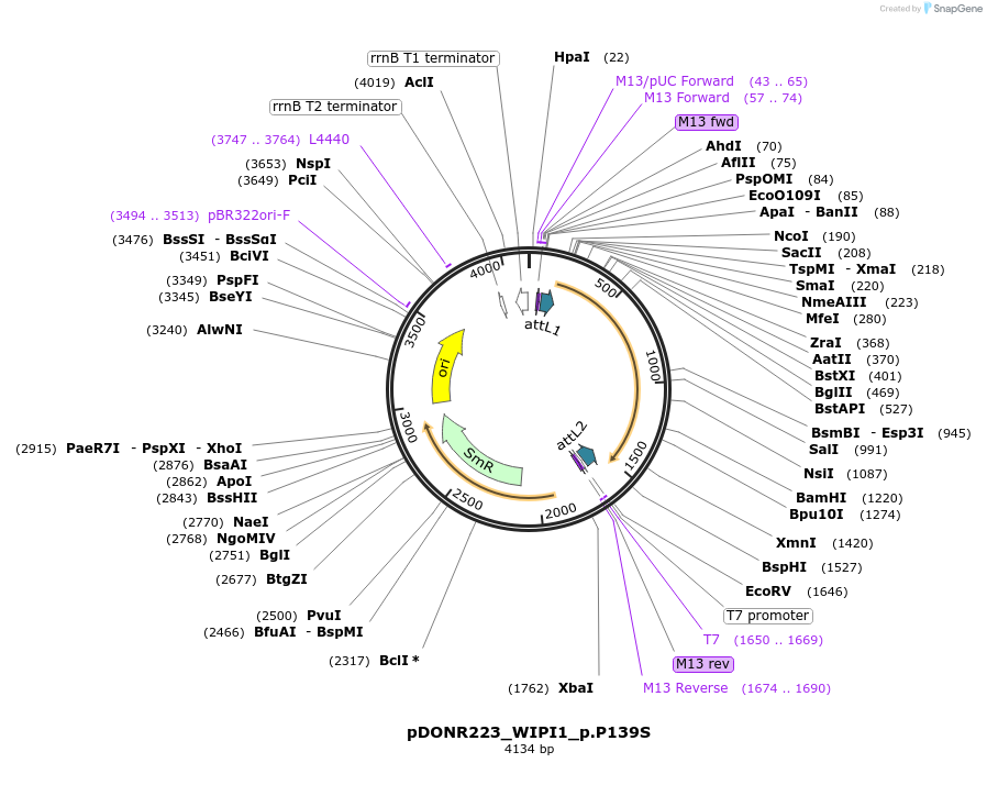 81415-plasmid-map-sequence-id-168111
