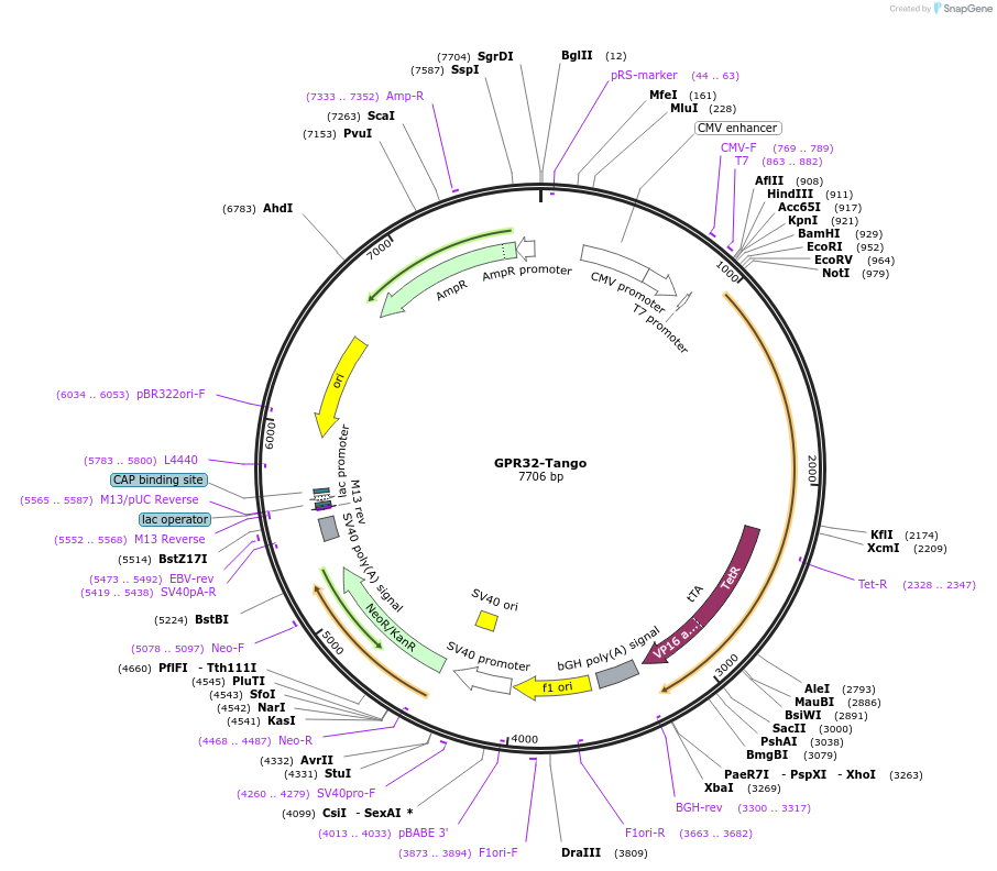 66352-plasmid-map-sequence-id-168125