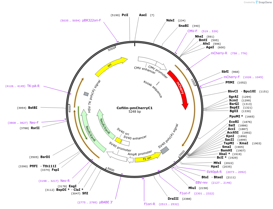 27687-plasmid-map-sequence-id-168130