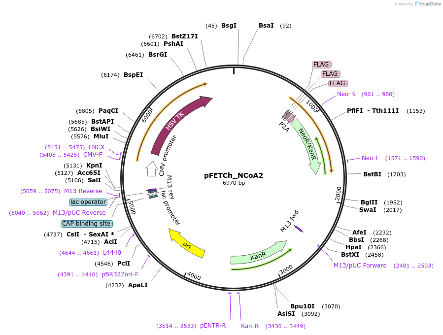 86283-plasmid-map-sequence-id-168164