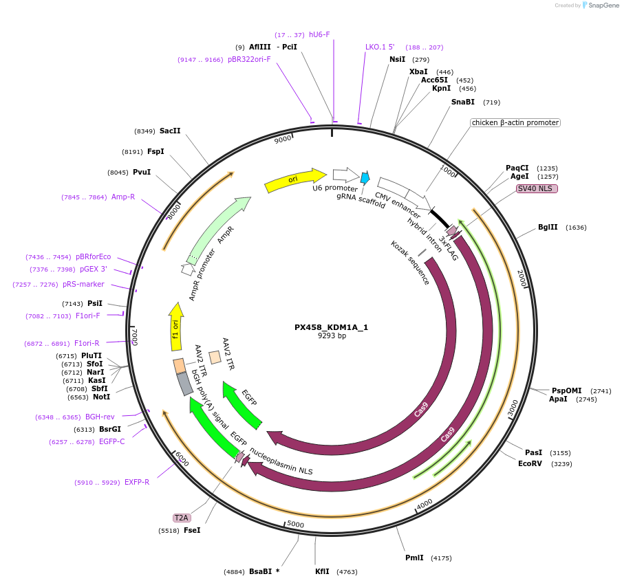 86297-plasmid-map-sequence-id-168178