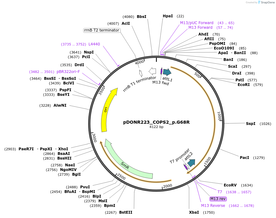 81442-plasmid-map-sequence-id-168265