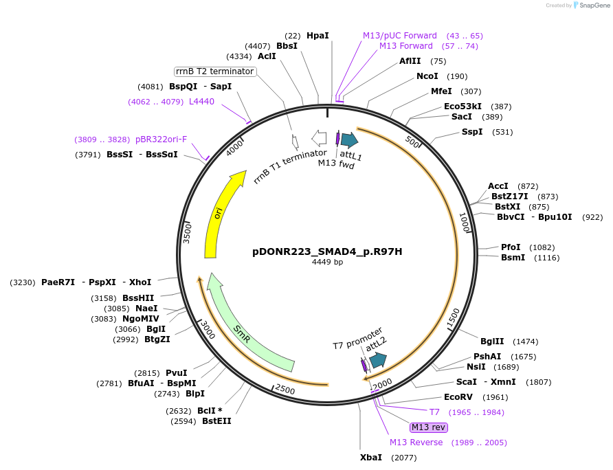 81437-plasmid-map-sequence-id-168267