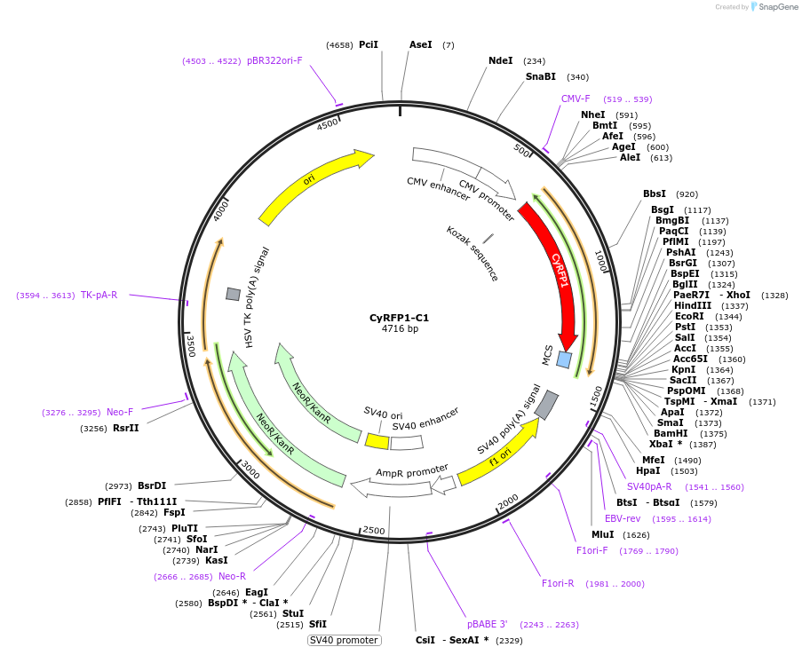 84354-plasmid-map-sequence-id-168280