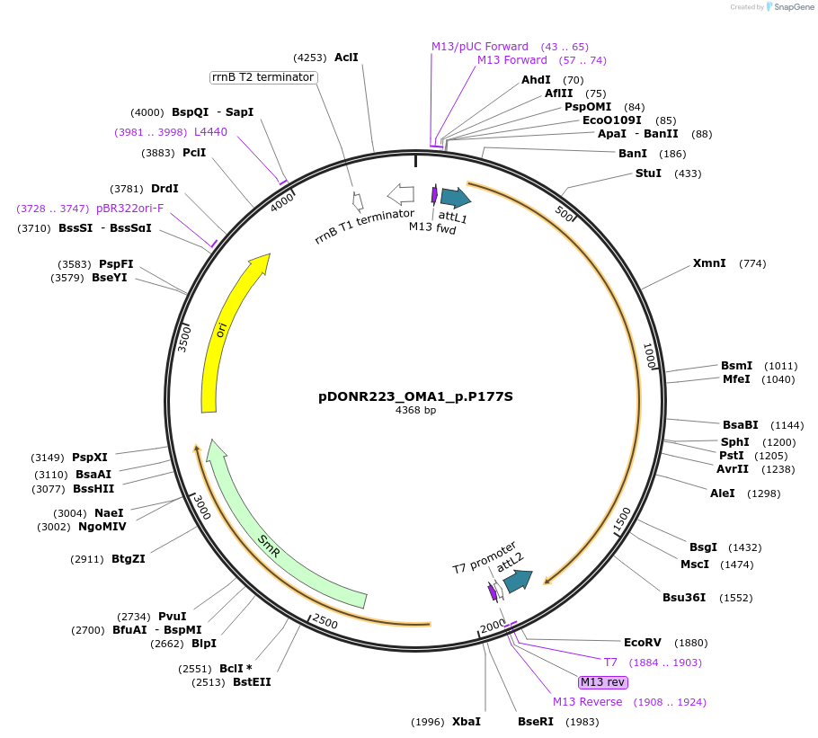 81441-plasmid-map-sequence-id-168289