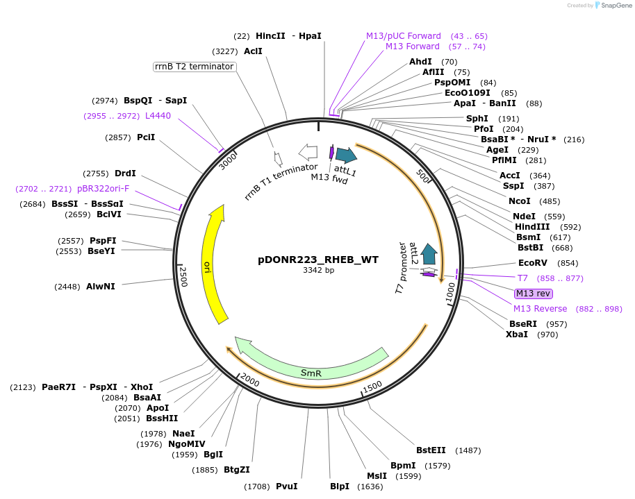 81257-plasmid-map-sequence-id-168298