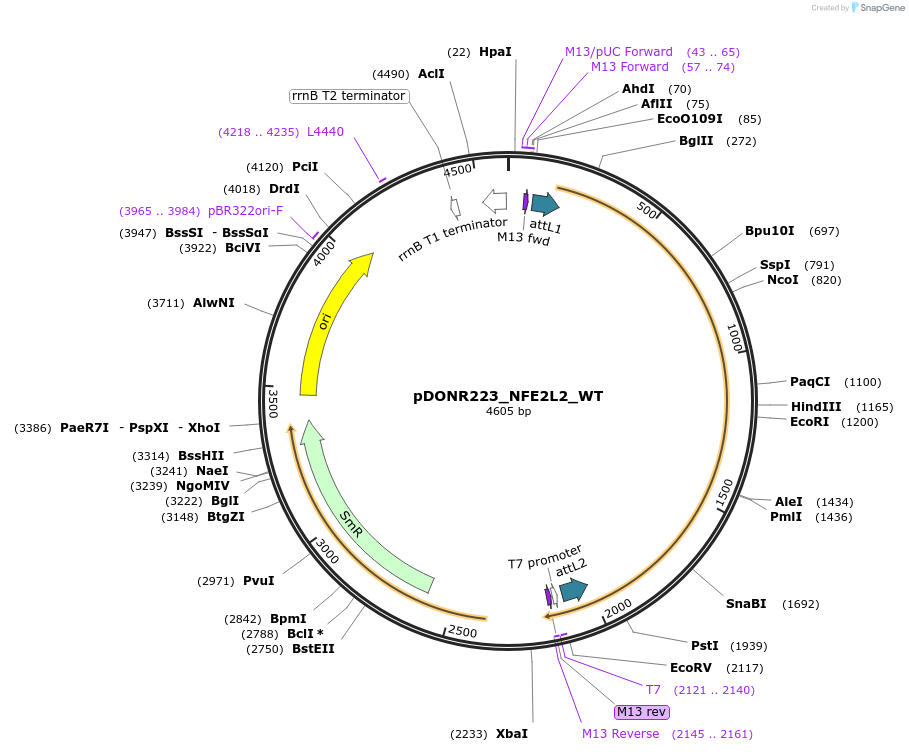 81259-plasmid-map-sequence-id-168301