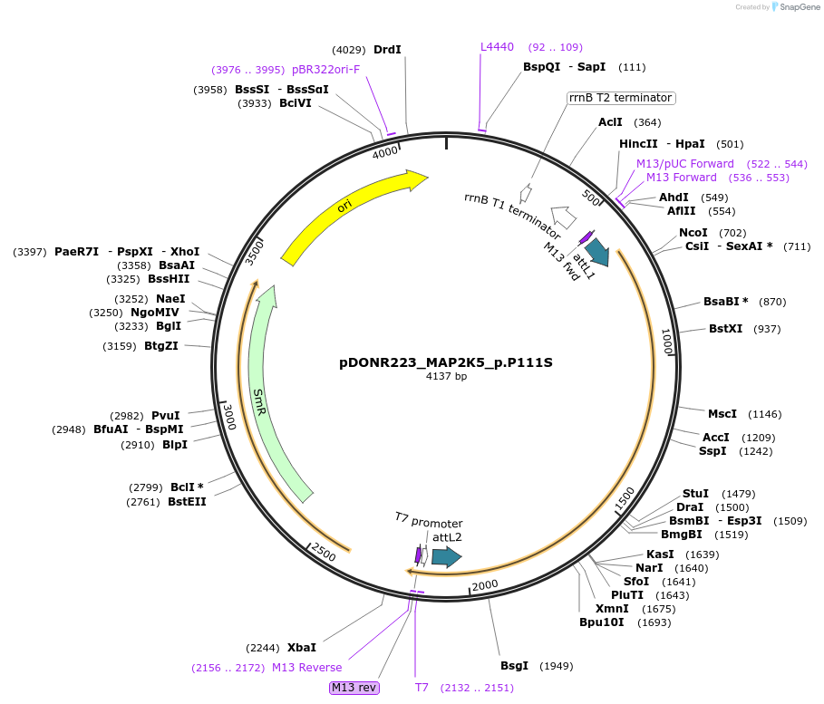 81477-plasmid-map-sequence-id-168308