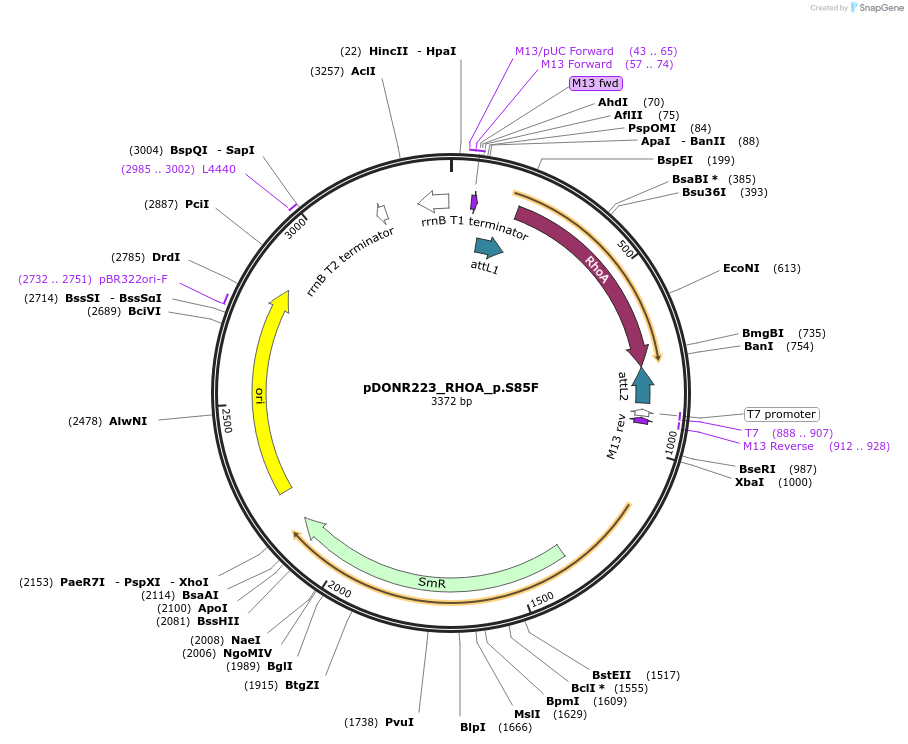 81279-plasmid-map-sequence-id-168313