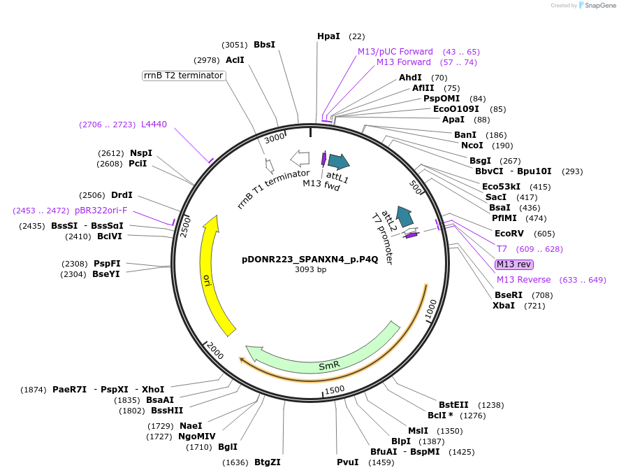 81262-plasmid-map-sequence-id-168317