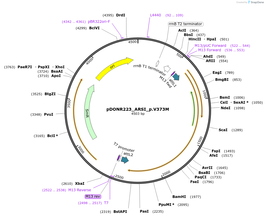 81481-plasmid-map-sequence-id-168324