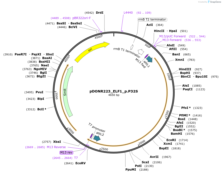 81486-plasmid-map-sequence-id-168329