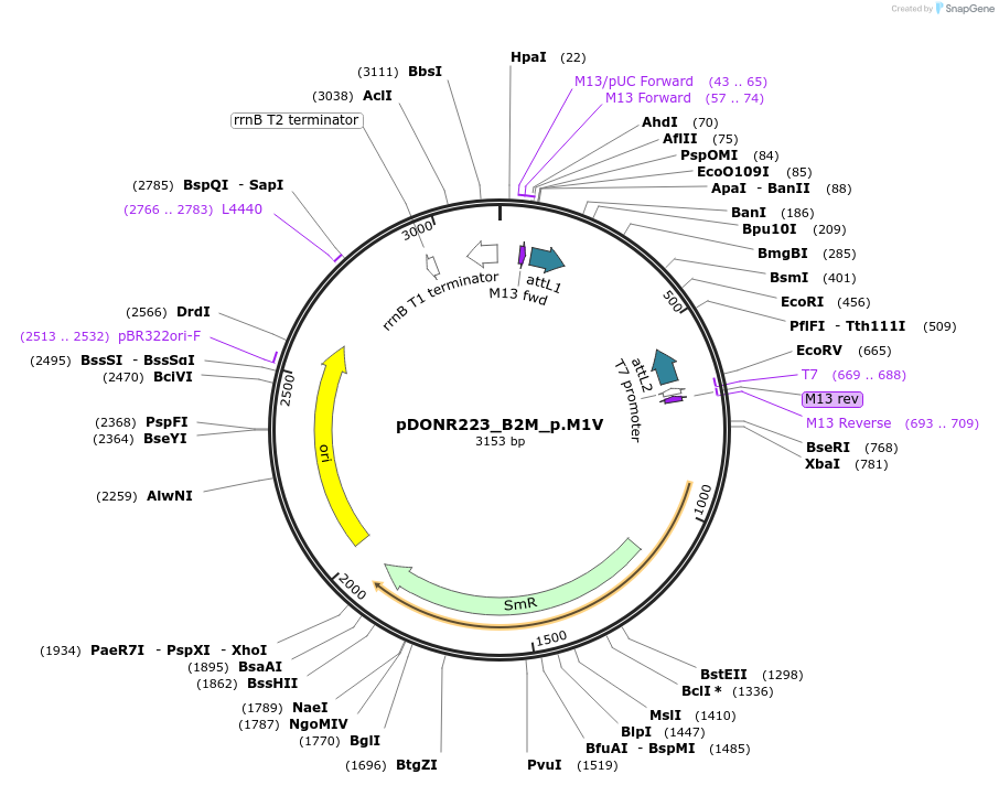 81281-plasmid-map-sequence-id-168335