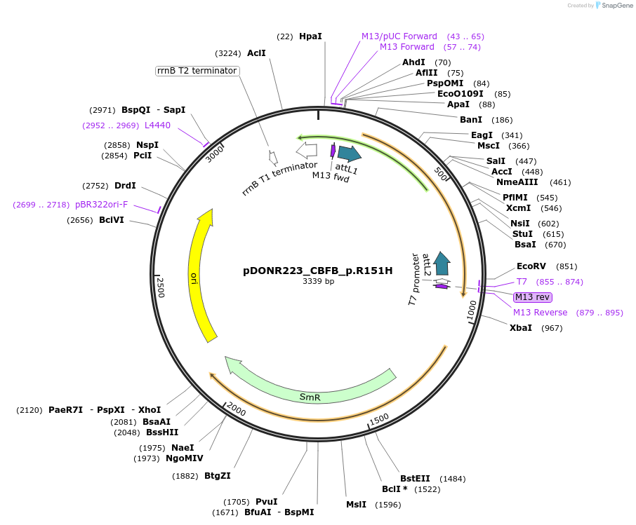 81267-plasmid-map-sequence-id-168355