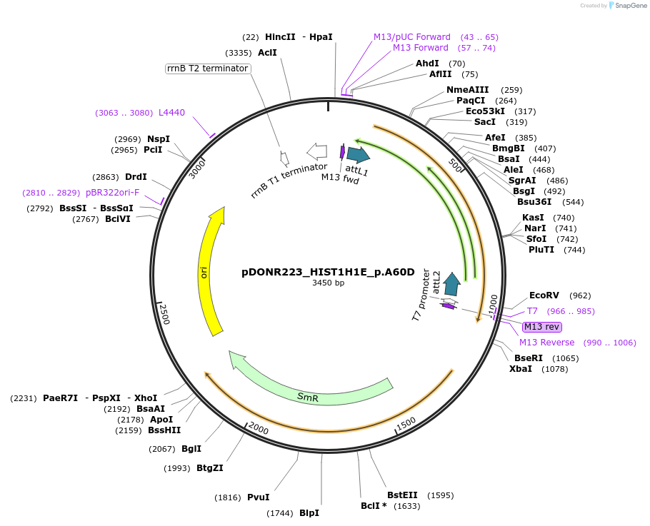81269-plasmid-map-sequence-id-168356