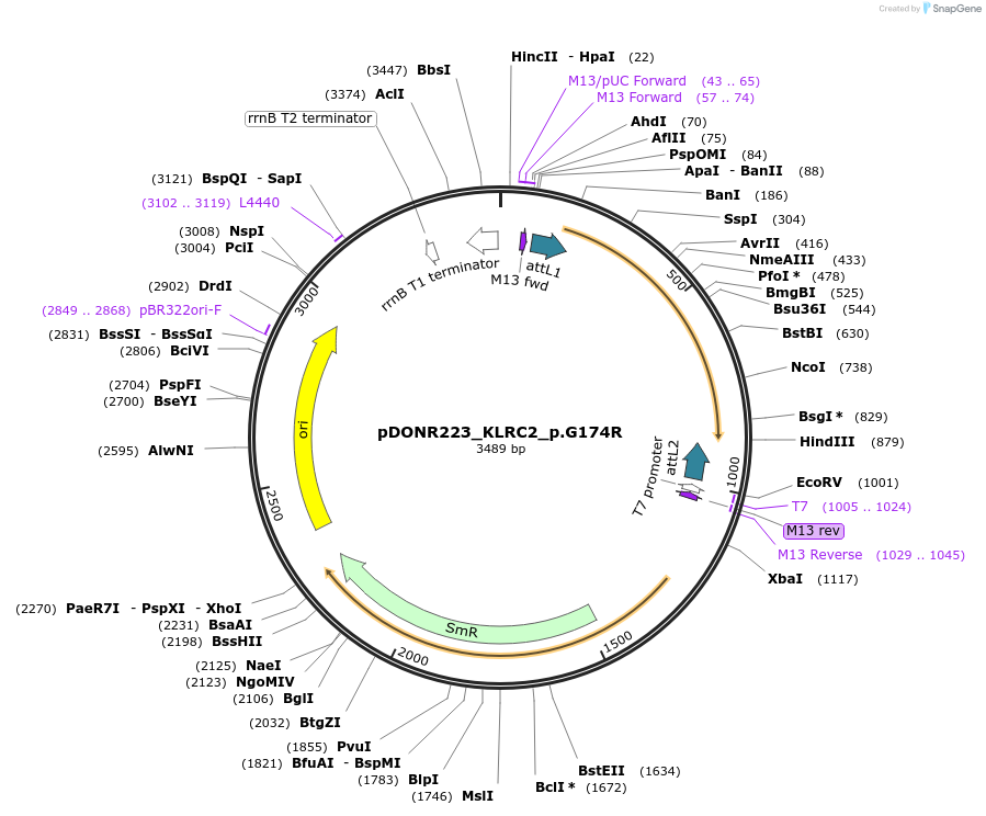 81270-plasmid-map-sequence-id-168357