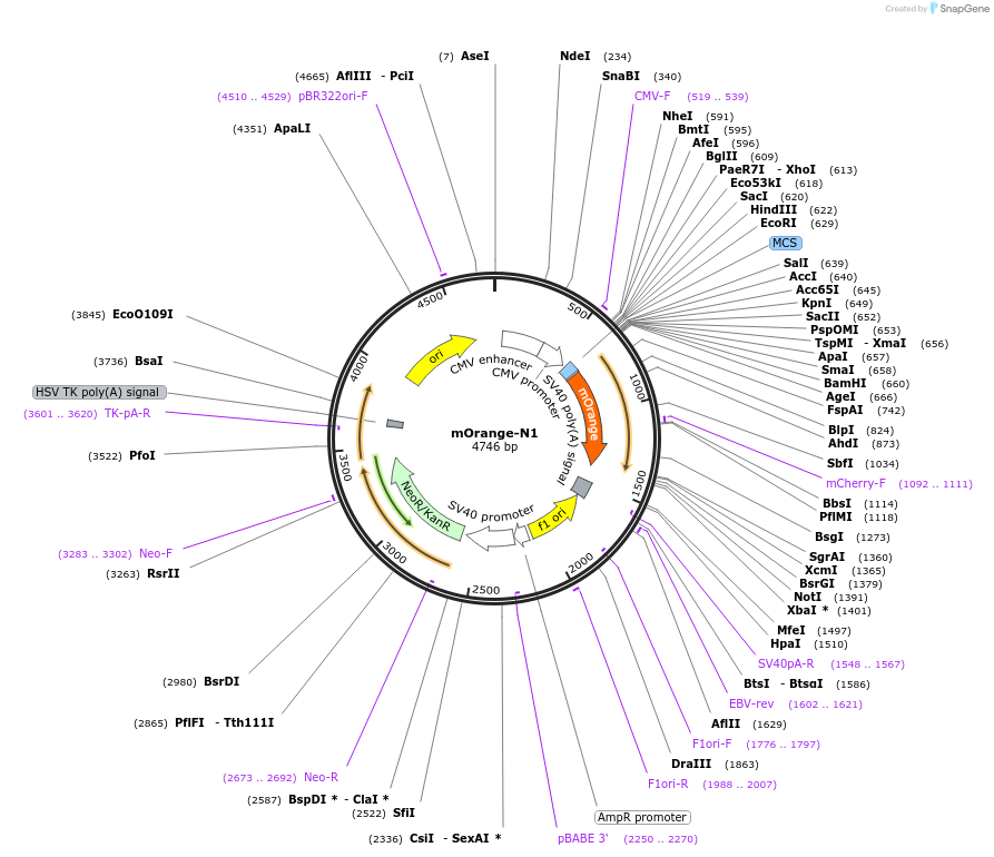 54499-plasmid-map-sequence-id-168358