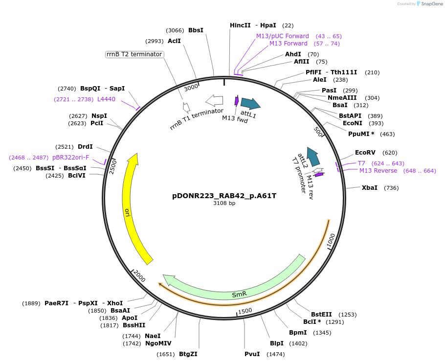 81273-plasmid-map-sequence-id-168360