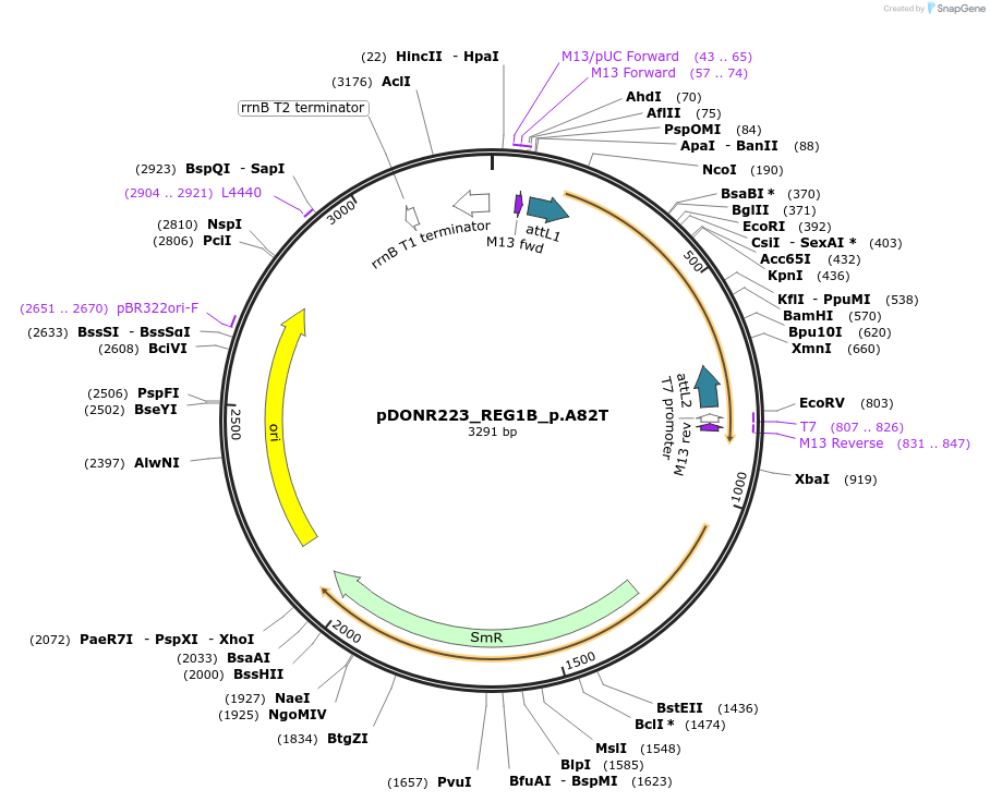 81276-plasmid-map-sequence-id-168362