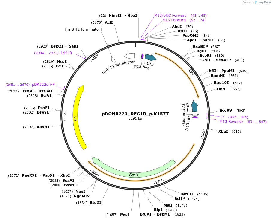 81283-plasmid-map-sequence-id-168363