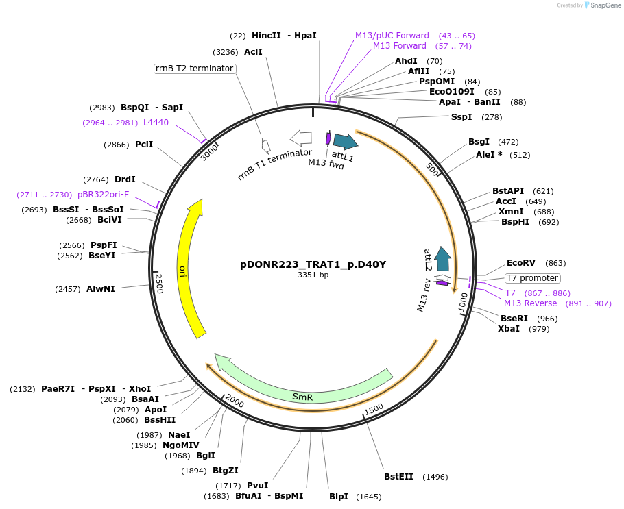 81293-plasmid-map-sequence-id-168372