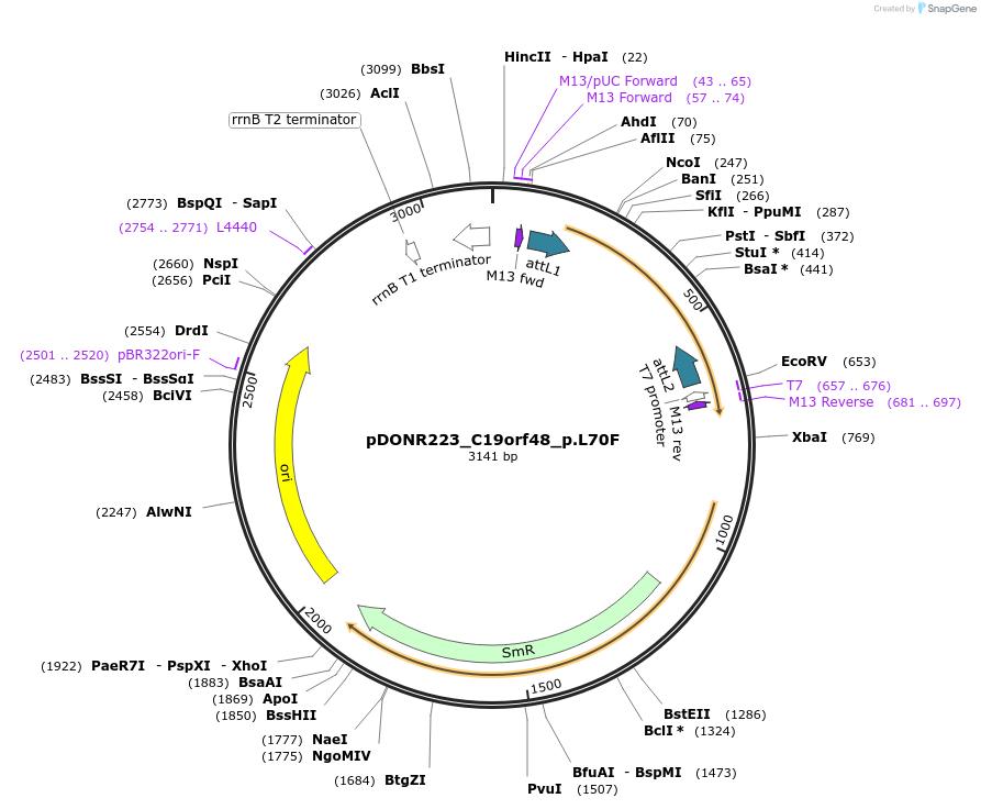 81288-plasmid-map-sequence-id-168374