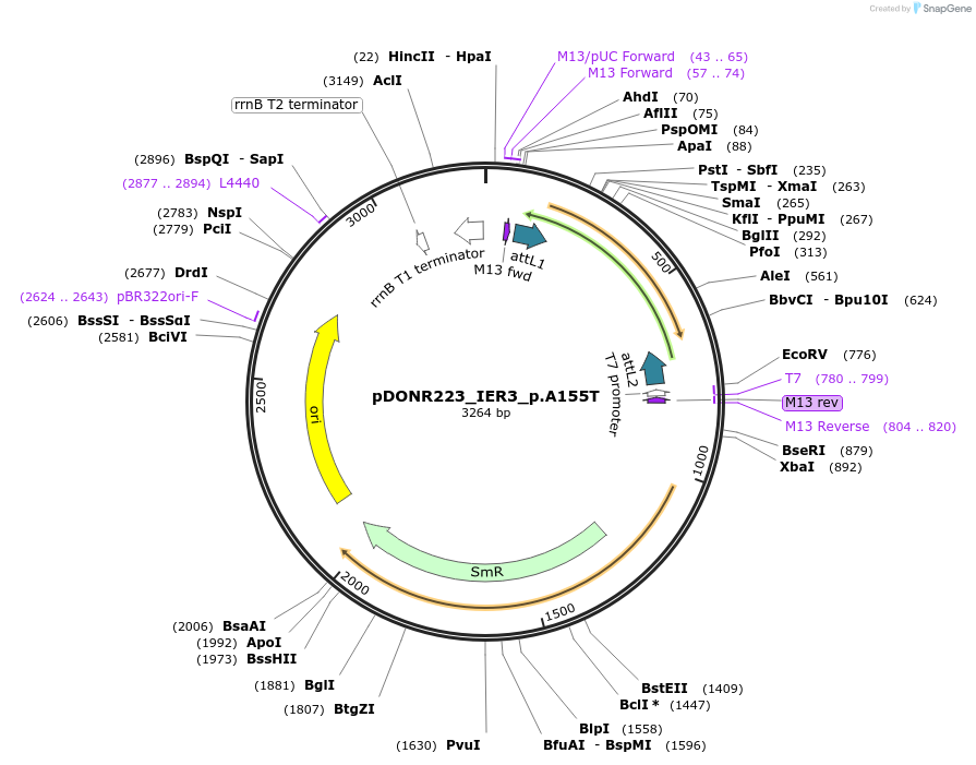 81297-plasmid-map-sequence-id-168377